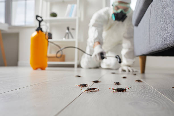 Post-Treatment Bed Bug Interceptor Monitoring in Dundalk